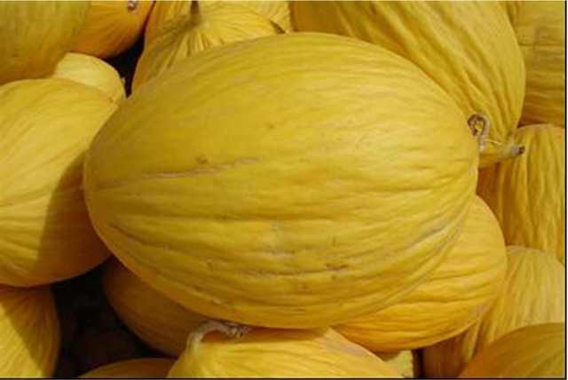 Yellow canary type melon 54-182 p3